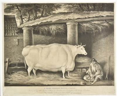 Lot 186 - Ward (William). A Short Horned Heifer, 7 years old..., 1811