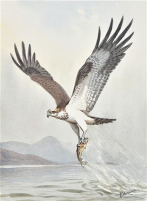 Lot 101 - Harrison (J.C., illustrator). The Birds of Prey of the British Islands, 1980