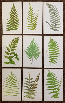 Lot 302 - Botany. A mixed collection of approximately 900 prints and engravings, mostly 19th century