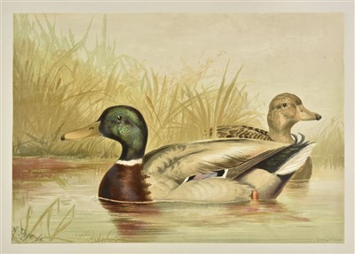Lot 333 - Pope (Alexander). Twenty lithographs of game birds (complete set), 1878