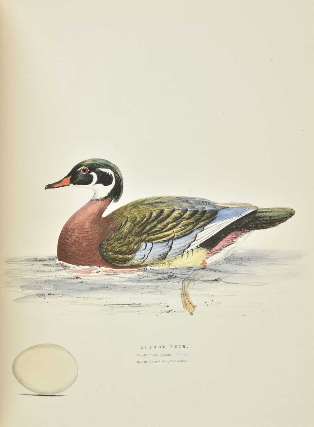Lot 255 - Meyer (Henry Leonard). Illustrations of British Birds, 4 volumes in 2, [1835-44?]