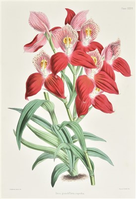 Lot 226 - Warner (Joseph). Select Orchidaceous Plants, 1st edition, 1862-5