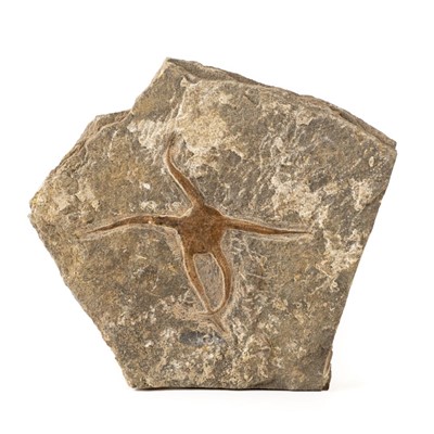 Lot 284 - Fossil Starfish - Brittlestar