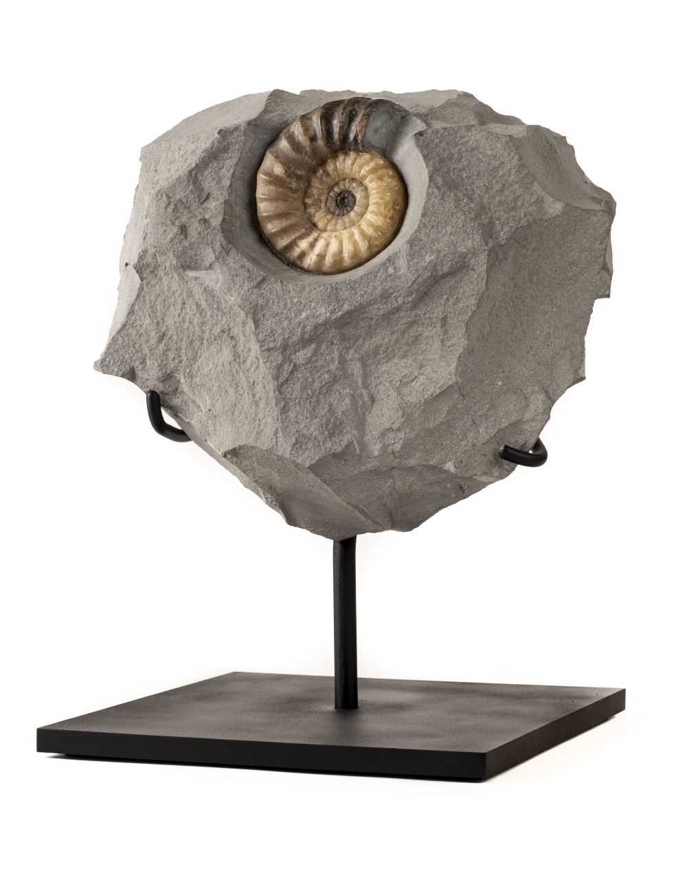 Lot 281 - Fossil Ammonite in Nodule.