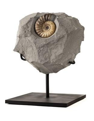 Lot 281 - Fossil Ammonite in Nodule.
