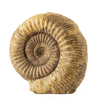 Lot 293 - Stephanoceras Ammonite, from Somerset, A highly ribbed ammonite