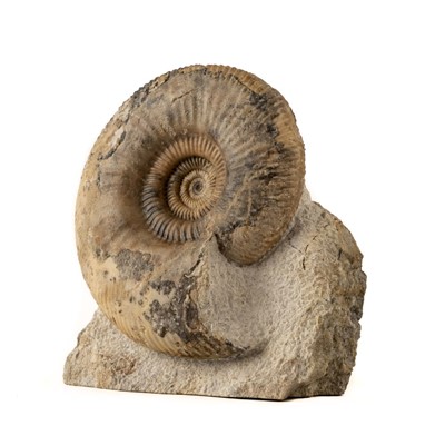 Lot 288 - Parkinsonia Ammonite, from Burton Bradstock in Dorset