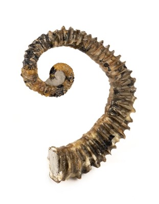 Lot 286 - Heteromorph ammonite, from Germany