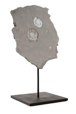 Lot 289 - Psiloceras planorbis iridescent ammonites presented on a custom stand