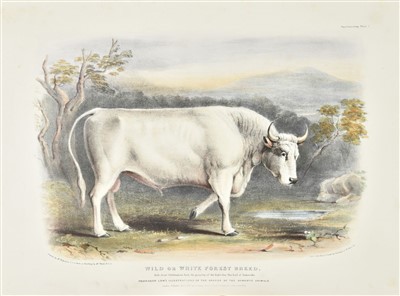 Lot 213 - Low (David). Domestic Animals of the British Islands ... The Ox, 1st edition, 1842