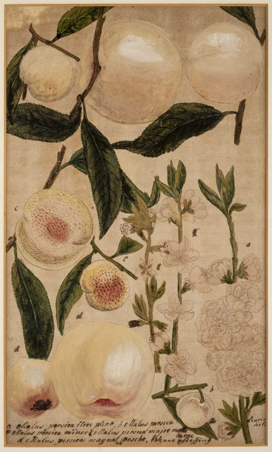 Lot 205 - Botanical Watercolours. Two botanical studies of peach and acorn, late 18th century