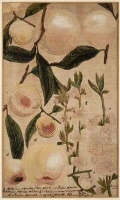 Lot 205 - Botanical Watercolours. Two botanical studies of peach and acorn, late 18th century