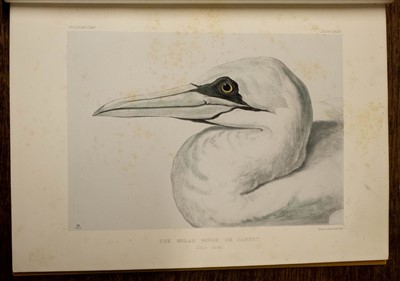 Lot 228 - Blackburn [Jemima]. Birds drawn from Nature, 1st edition, Edinburgh: Edmonston & Douglas, 1862
