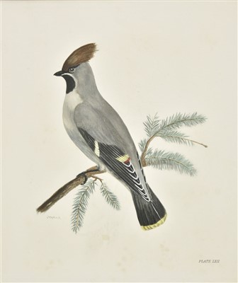 Lot 324 - Medland (Lilian). A collection of approximately 115 lithographs of birds, 1906 - 1911