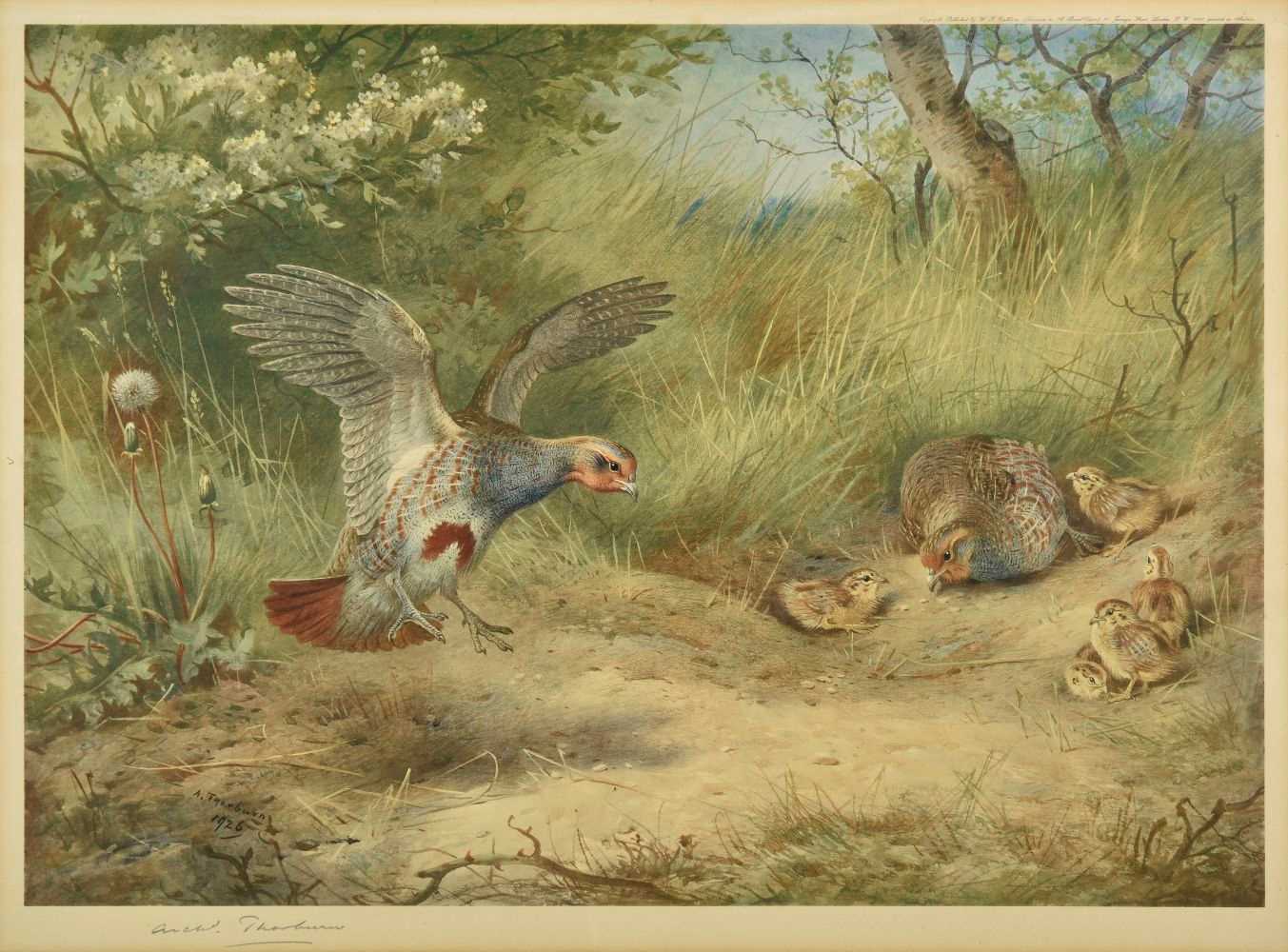 Lot 209 - Thorburn (Archibald). Summer Partridge, published W. F. Embleton, 1927