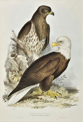 Lot 177 - Lear (Edward). White headed Eagle & Short-Toed Eagle, 1832 -1837