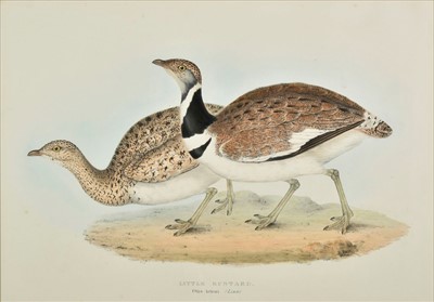 Lot 194 - Gould (John & Elizabeth). Little Bustard, Little Bittern and Great Snipe, 1832 - 1837