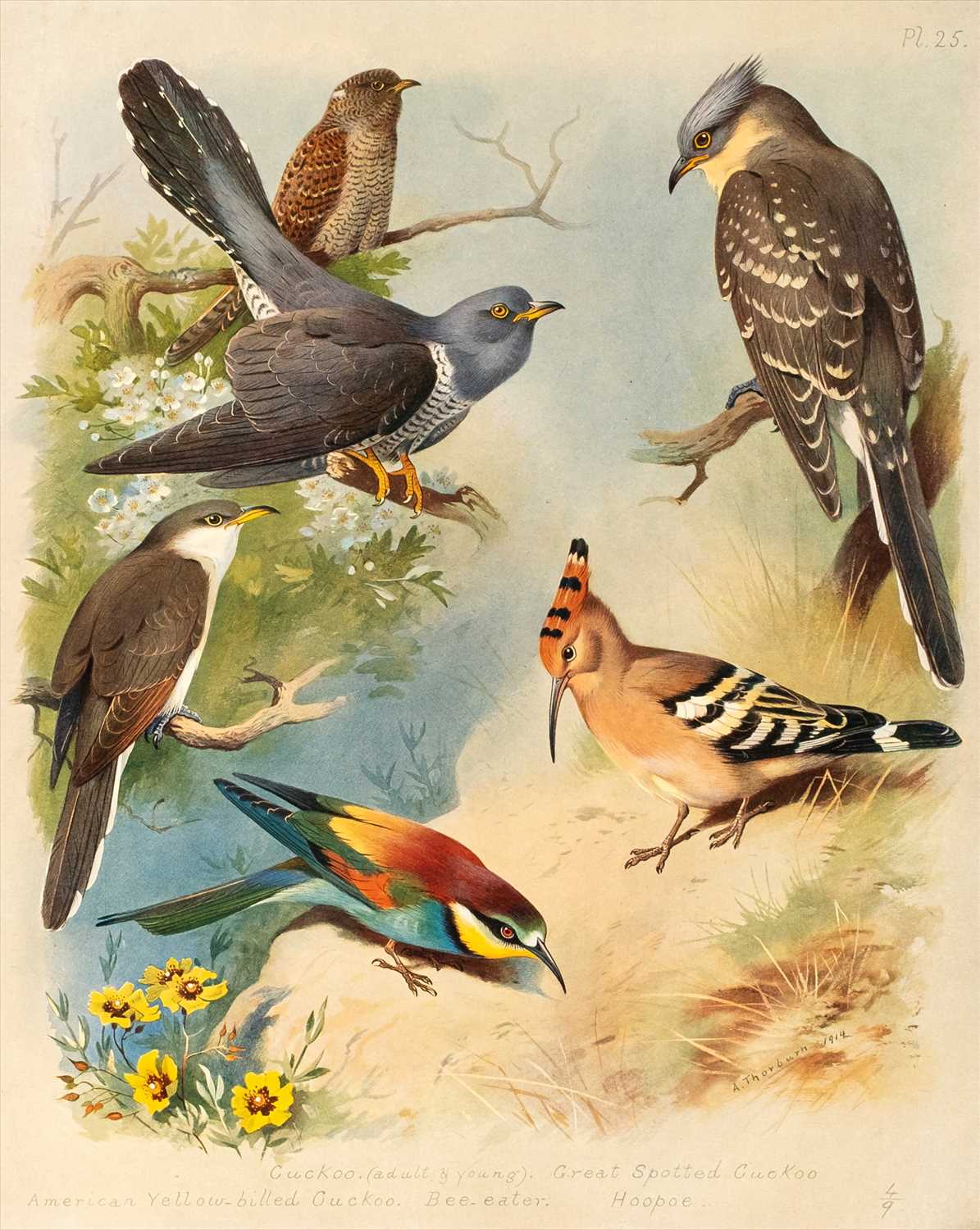 Lot 15 - Thorburn (Archibald). British Birds, 4 volumes, 1915 - 1916