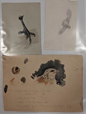 Lot 30 - Birds. A mixed collection of approximately 400 prints, mostly 19th century