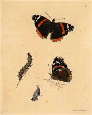 Lot 51 - Lewin (William, 1747–1795). Peacock Butterfly, & Scarlett Admirable, 1795