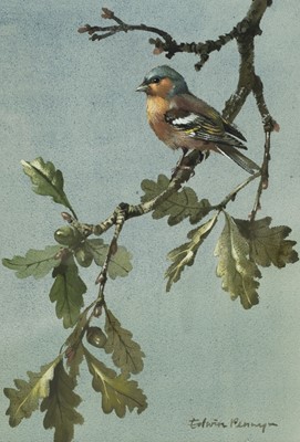 Lot 214 - Penny (Edwin, 1930-2016). Chaffinch on a branch, watercolour
