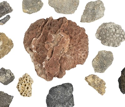 Lot 503 - Fossilised Coral. A comprehensive collection of coral