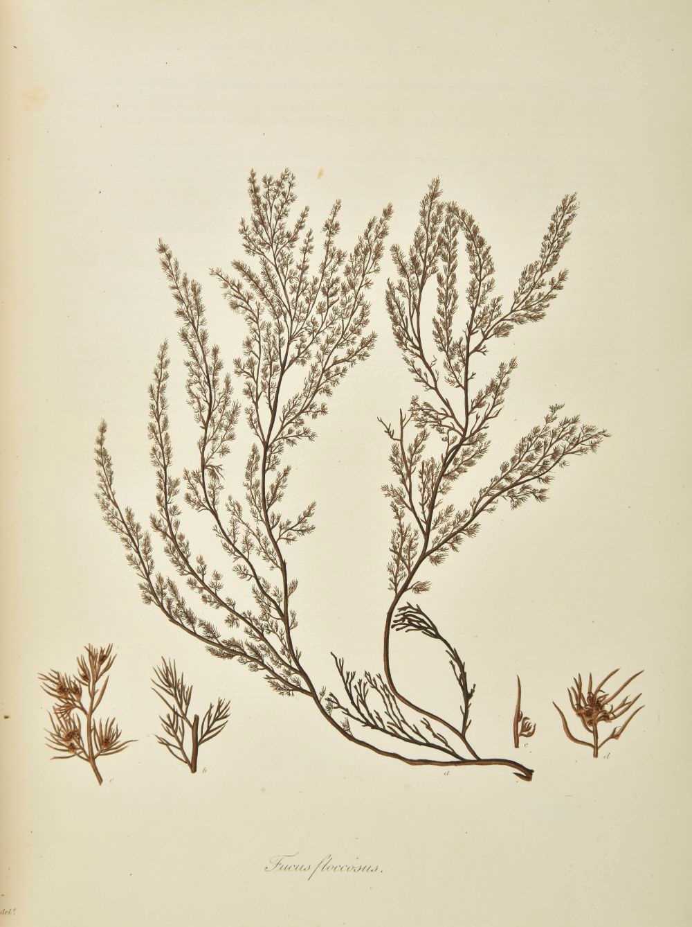 Lot 315 - Turner (Dawson). Fuci sive Plantarum Fucorum Generi, 4 volumes, 1808-19