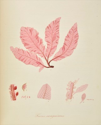 Lot 315 - Turner (Dawson). Fuci sive Plantarum Fucorum Generi, 4 volumes, 1808-19