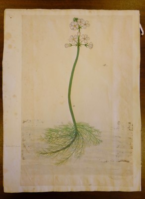 Lot 51 - Continental School. Two botanical watercolours, possibly Italy, 16th century