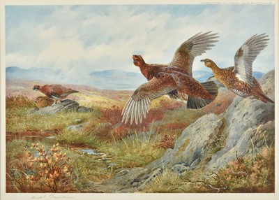 Lot 318 - Thorburn (Archibald, 1860-1935). Red Grouse, Feeding Mallard, Winter Partridges, 3 signed prints