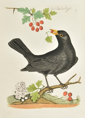 Lot 224 - Bolton (James). Harmonia Ruralis. A Natural History of British Song Birds, 1824