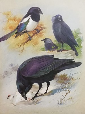 Lot 867 - Natural History. A collection of modern ornithology & natural history reference
