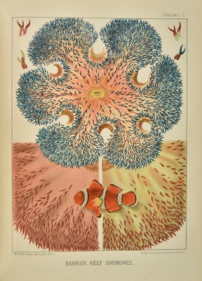 Lot 217 - Saville-Kent (William). The Great Barrier Reef of Australia, 1st edition, 1893