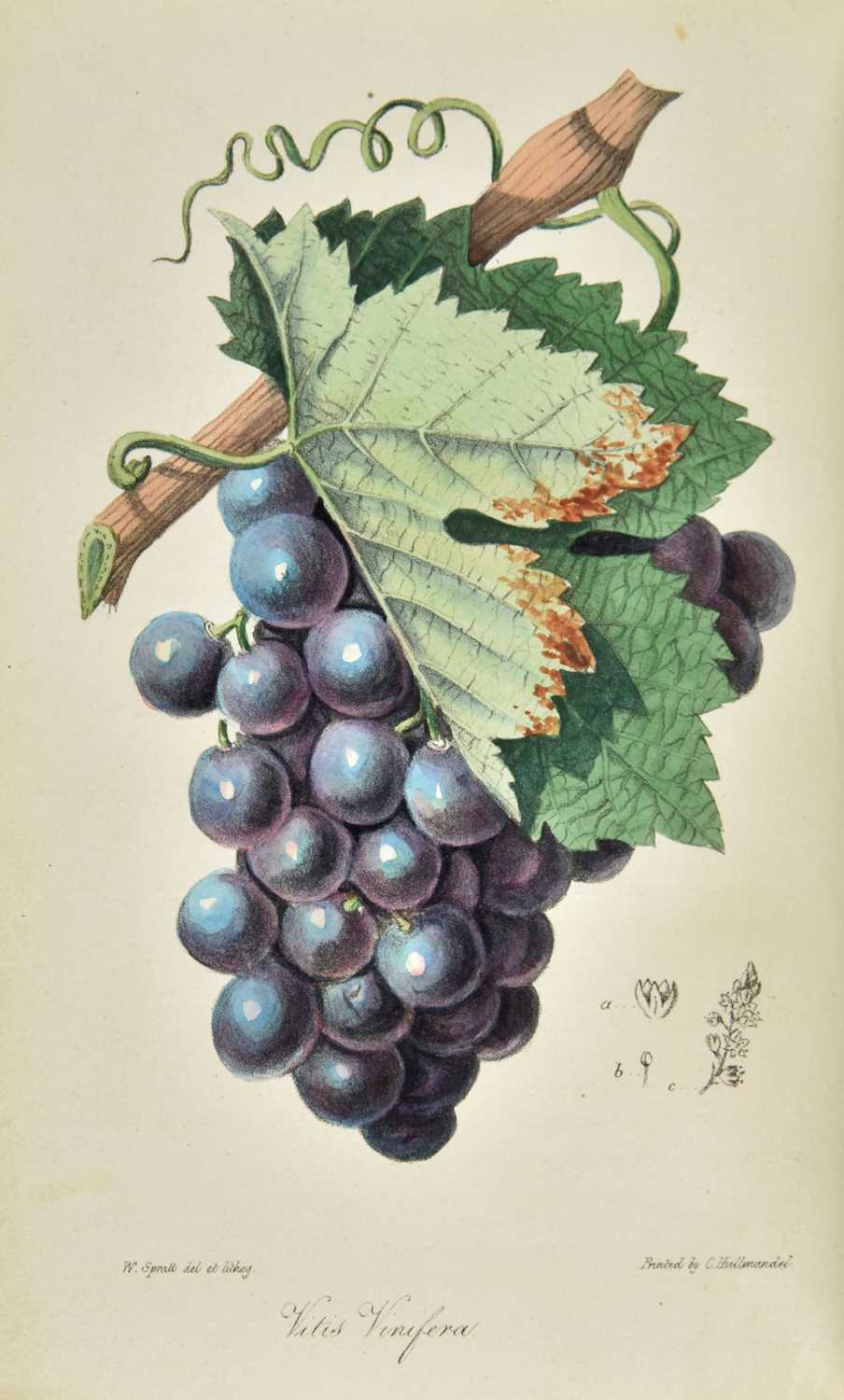 Lot 262 - Spratt (George). Flora Medica, 1st edition, 1829-30