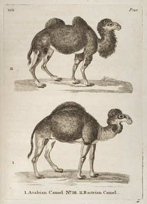 Lot 213 - Pennant (Thomas). History of Quadrupeds, 2nd edition (expanded), 1781