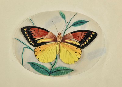 Lot 195 - Company School. A set of Indian mica painting of butterflies and moths, circa 1850s