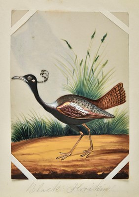 Lot 194 - Company School. A set of 12 Indian mica paintings of birds, circa 1850