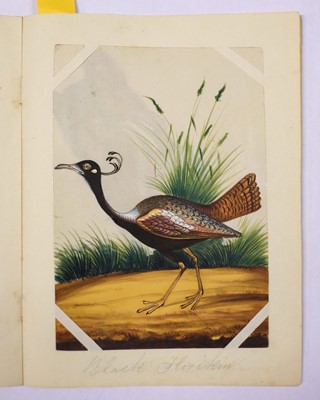 Lot 194 - Company School. A set of 12 Indian mica paintings of birds, circa 1850