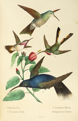 Lot 212 - Montes de Oca (Rafael). Ensayo Ornitologico de los Troquilideos o Colibries de Mexico, 1875