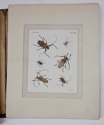 Lot 220 - Voet (J. E.). Catalogus systematicus coleopterorum, 1806, ex libris Thomas Forster (1786-1860)