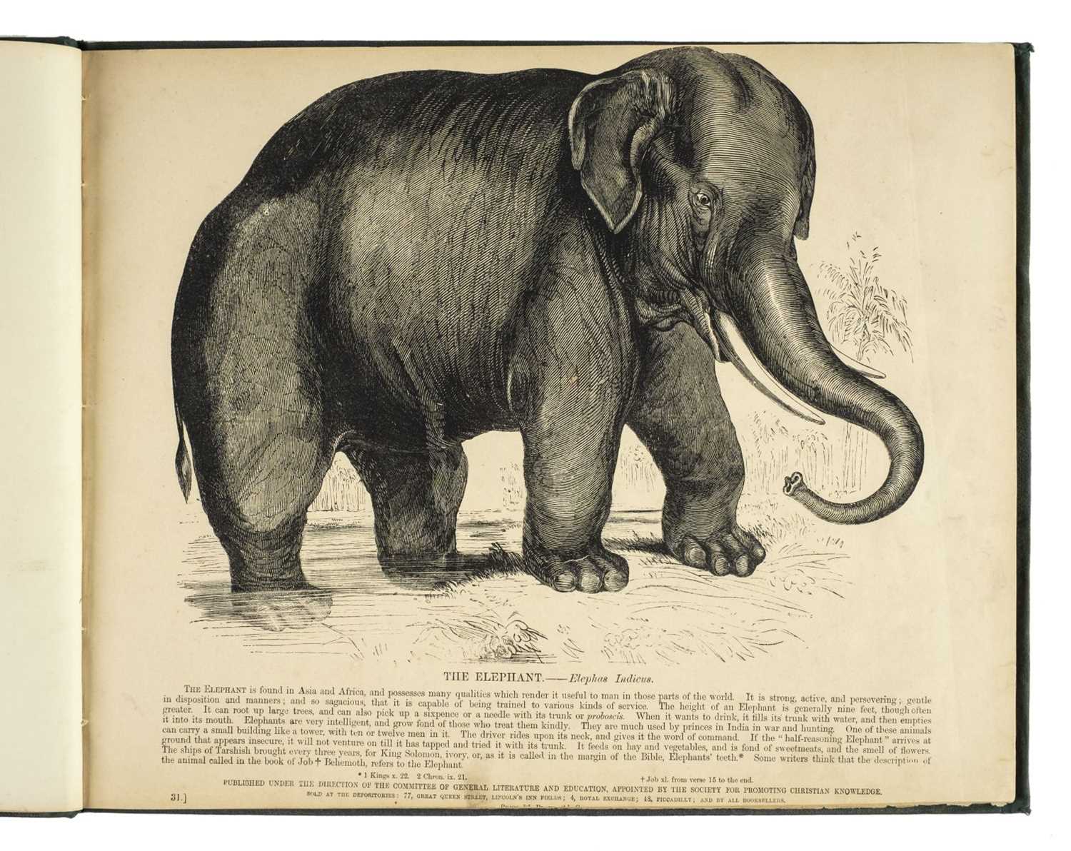 Lot 222 - Whymper (Josiah Wood). Plates Illustrative of Natural History, 1843-50
