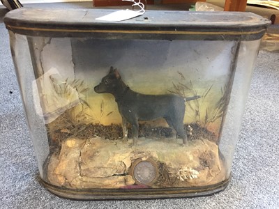 Lot 110 - Diorama. A Victorian diorama of "Jacko" the ratter c.1850