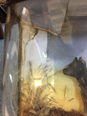 Lot 110 - Diorama. A Victorian diorama of "Jacko" the ratter c.1850
