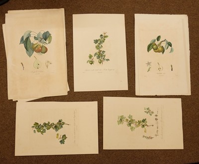 Lot 296 - Duhamel du Monceau (H. L.). A collection of thirty-four engravings, 1807 - 1835