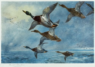 Lot 317 - Thorburn (Archibald, 1860-1935). Five prints of birds, circa 1927