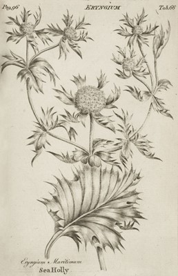 Lot 140 - Hill (John). Herbarium Britannicum exhibens plantas Britanniae indigenas, 1769