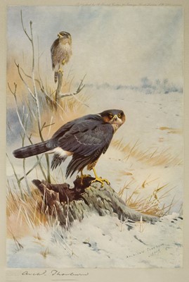 Lot 411 - Thorburn (Archibald 1860 - 1935). A collection of eleven prints