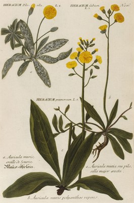 Lot 416 - Weinmann (Johann Wilhelm). Ninety-four botanical engravings, 1737-45