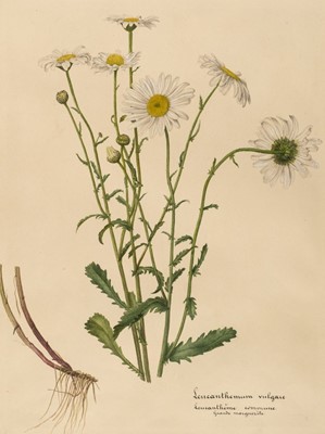 Lot 98 - Botanical study. Leucanthemum vulgare, France, later 19th century
