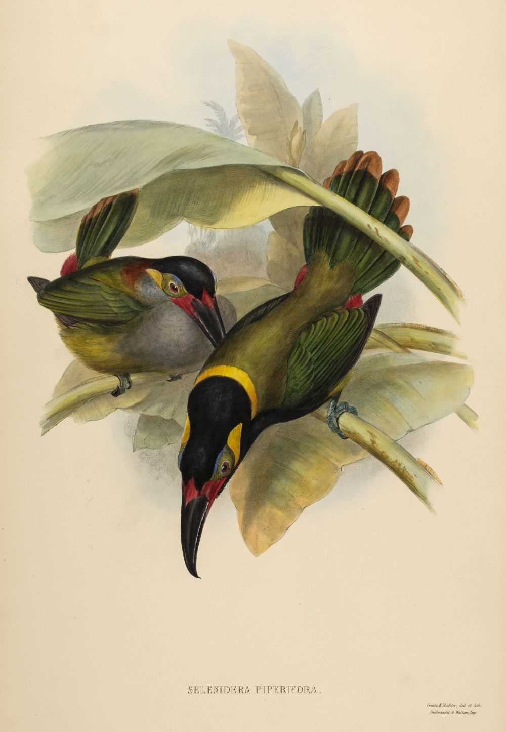 Lot 75 - Gould (John). Selenidera Piperivora (Guyana Toucanet), 1834